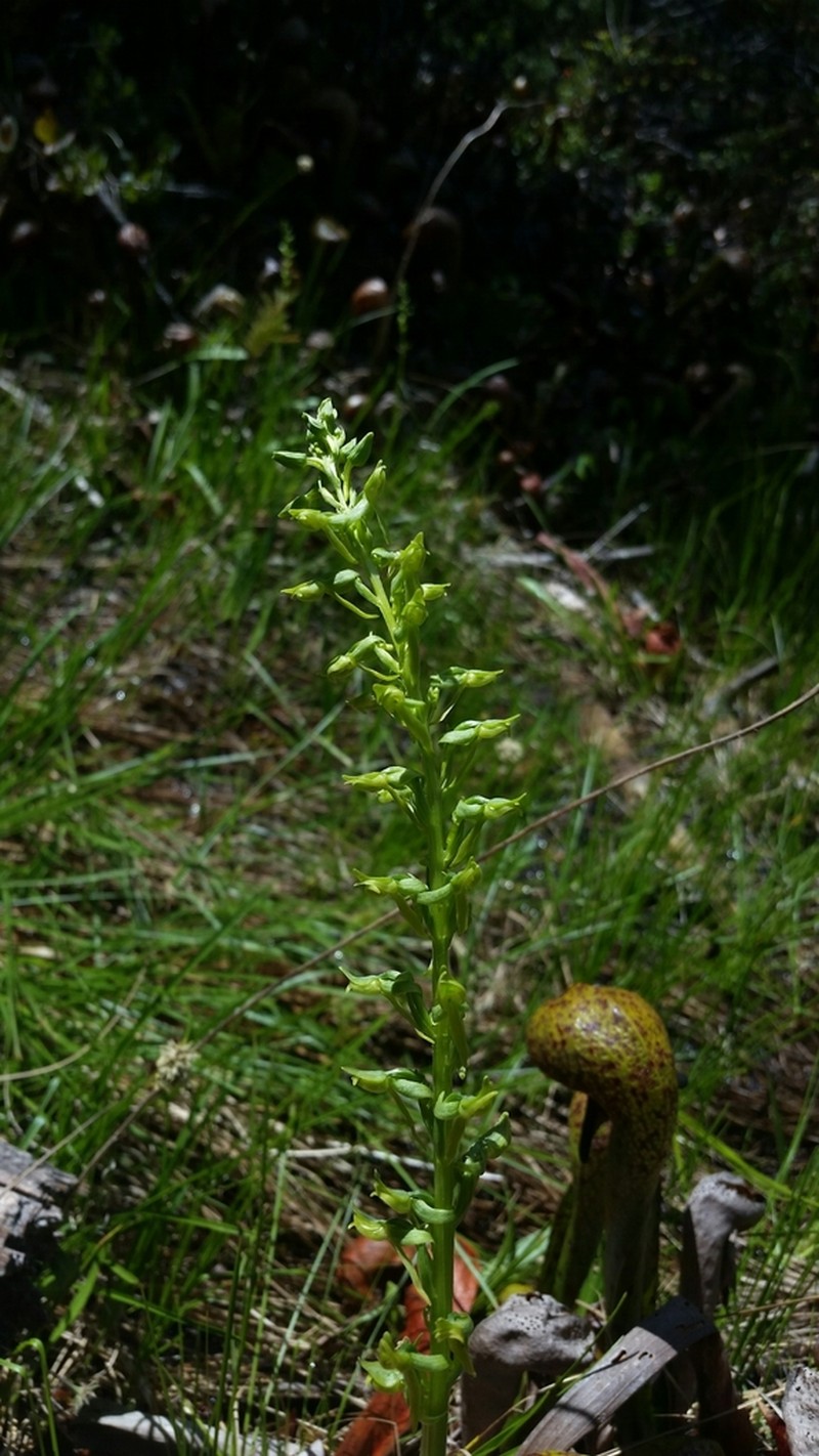 Platanthera sparsiflora photo 7