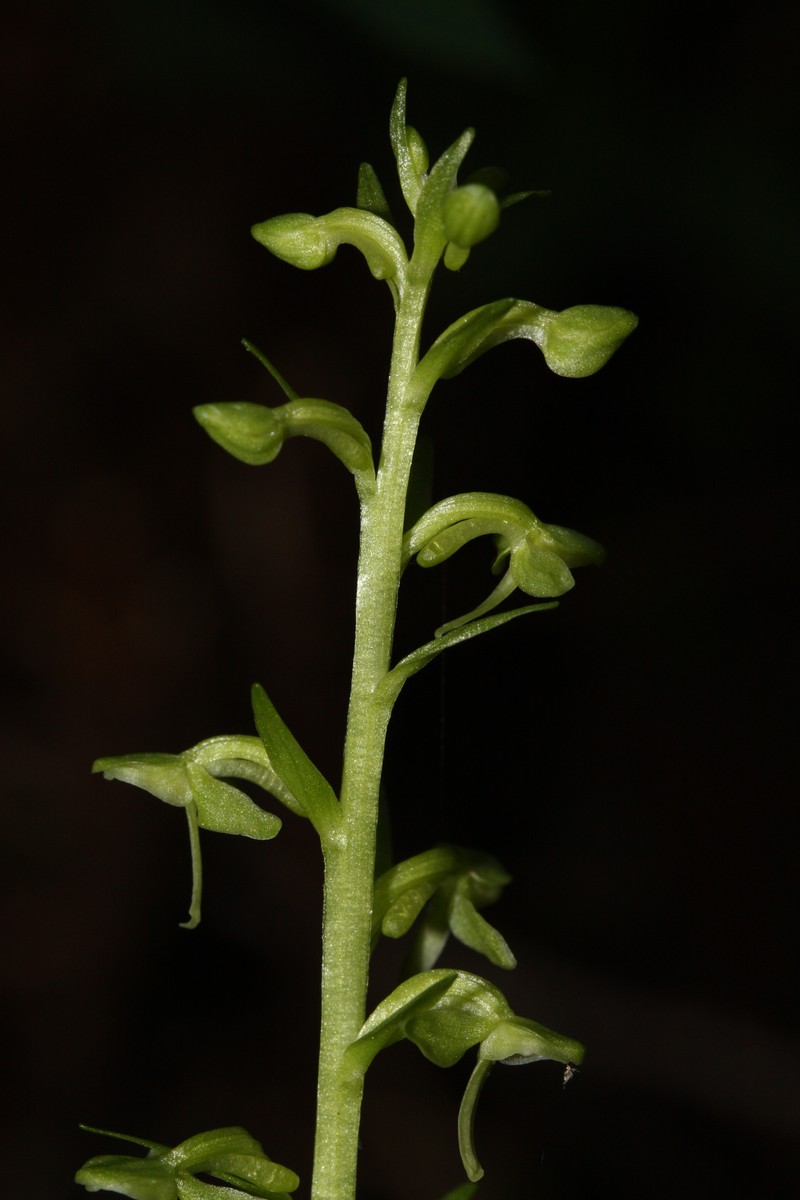 Lax-Flowered Green Orchid