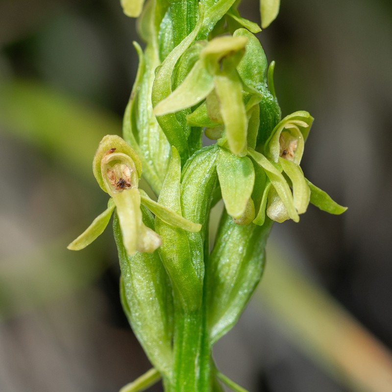 Lax-Flowered Green Orchid photo 3