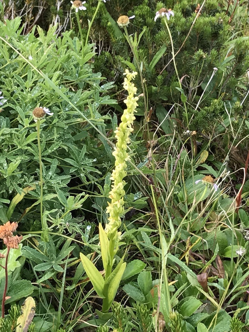 Lax-Flowered Green Orchid photo 5