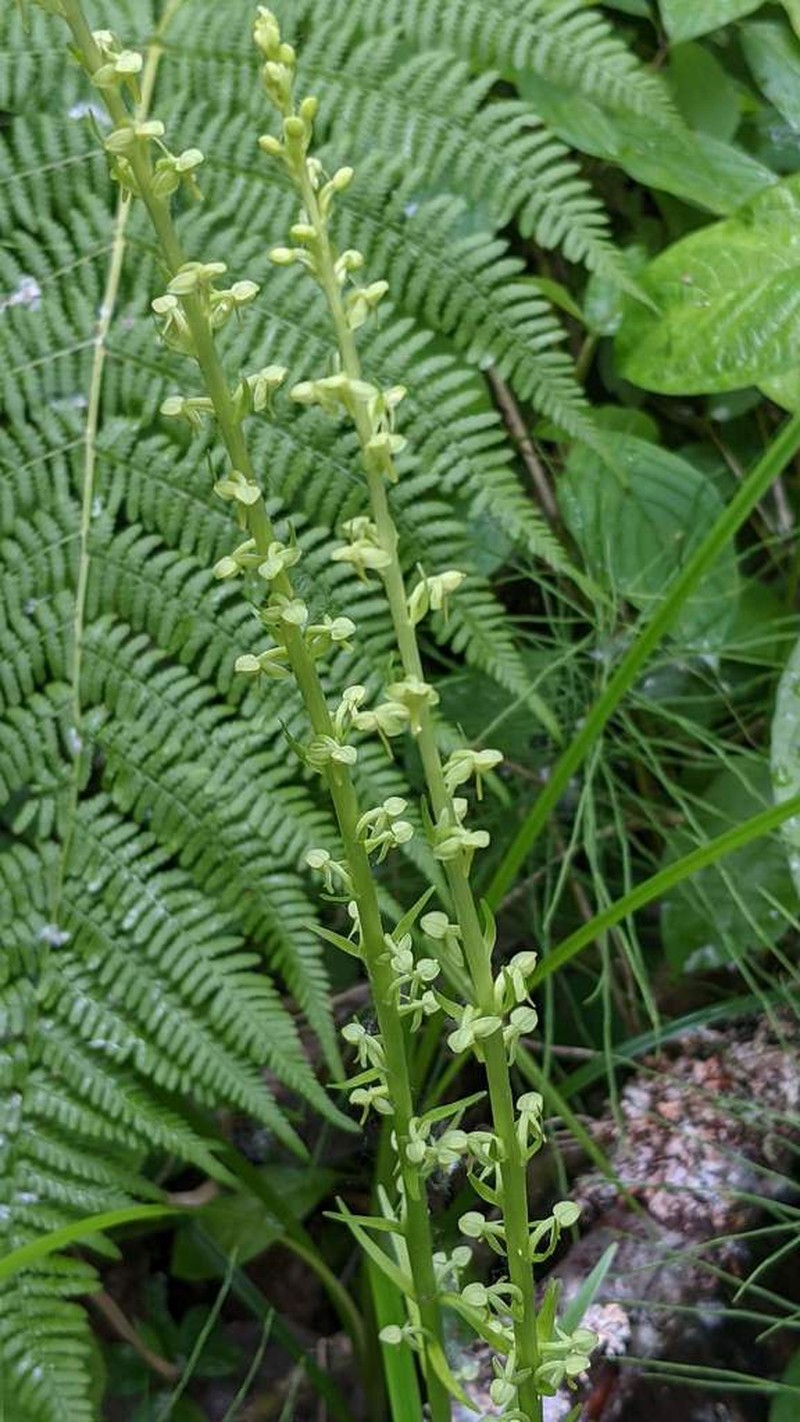 Lax-Flowered Green Orchid photo 6