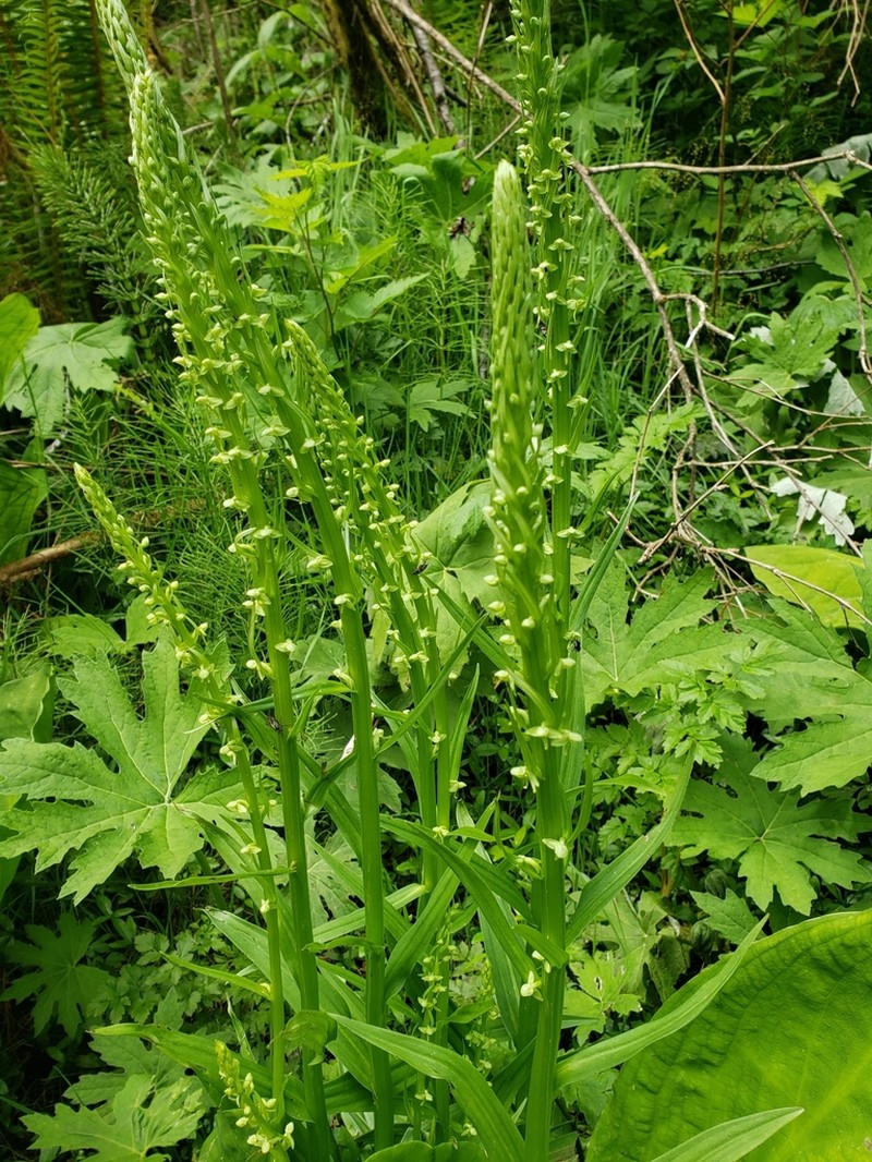 Slender Bog Orchid photo 8