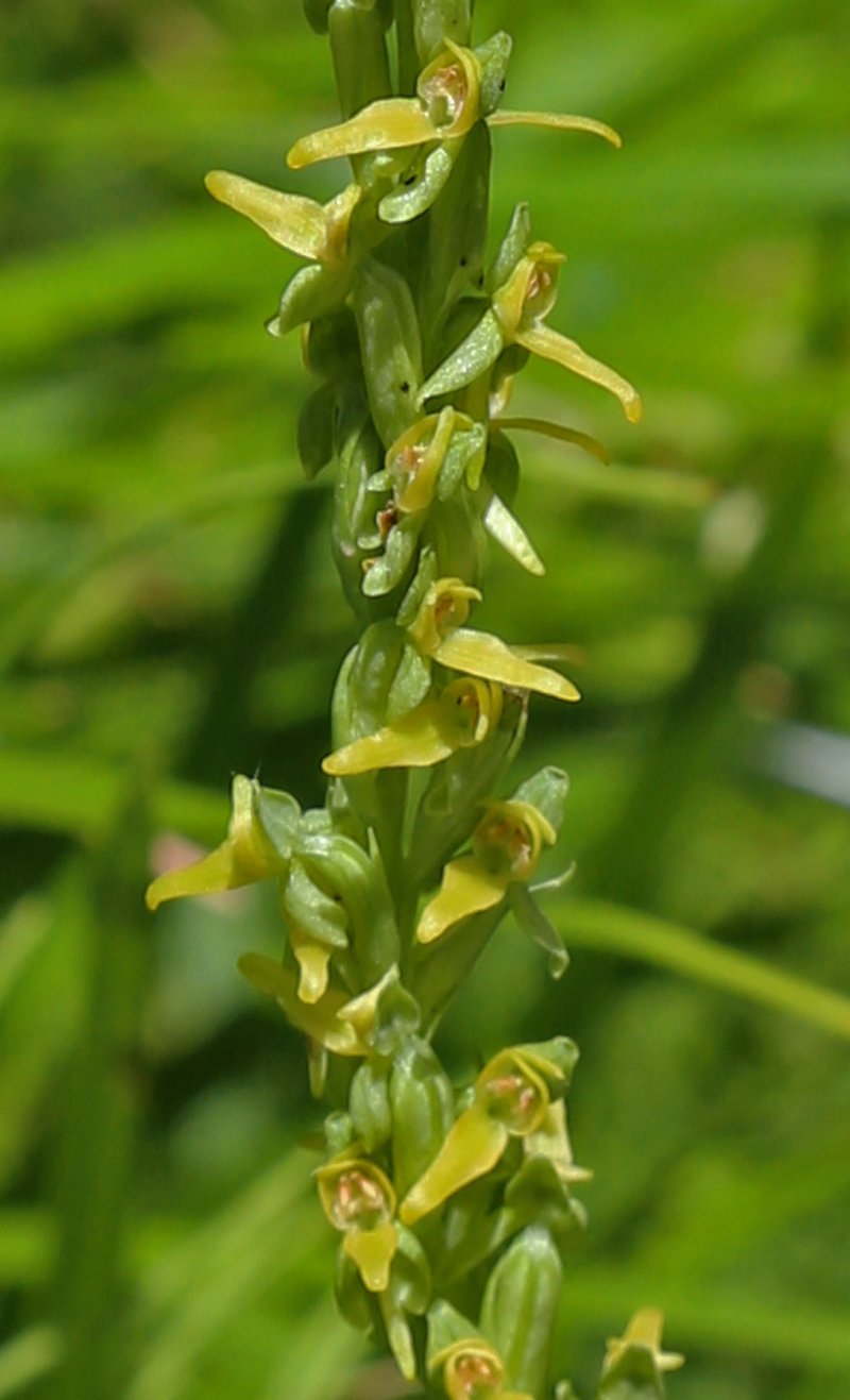 Intermountain Bog Orchid