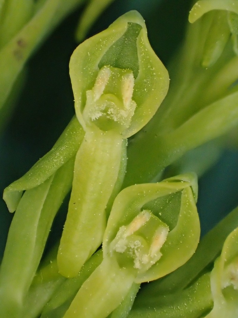Intermountain Bog Orchid photo 2
