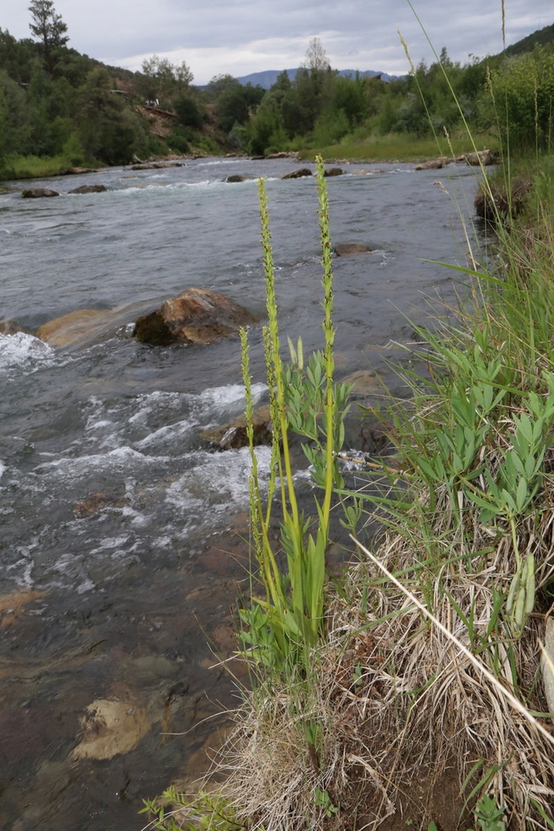 Intermountain Bog Orchid photo 3