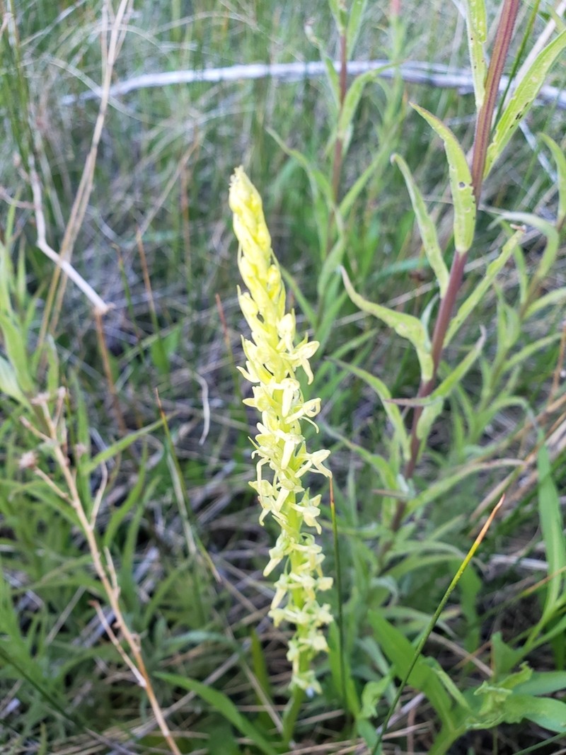 Intermountain Bog Orchid photo 4