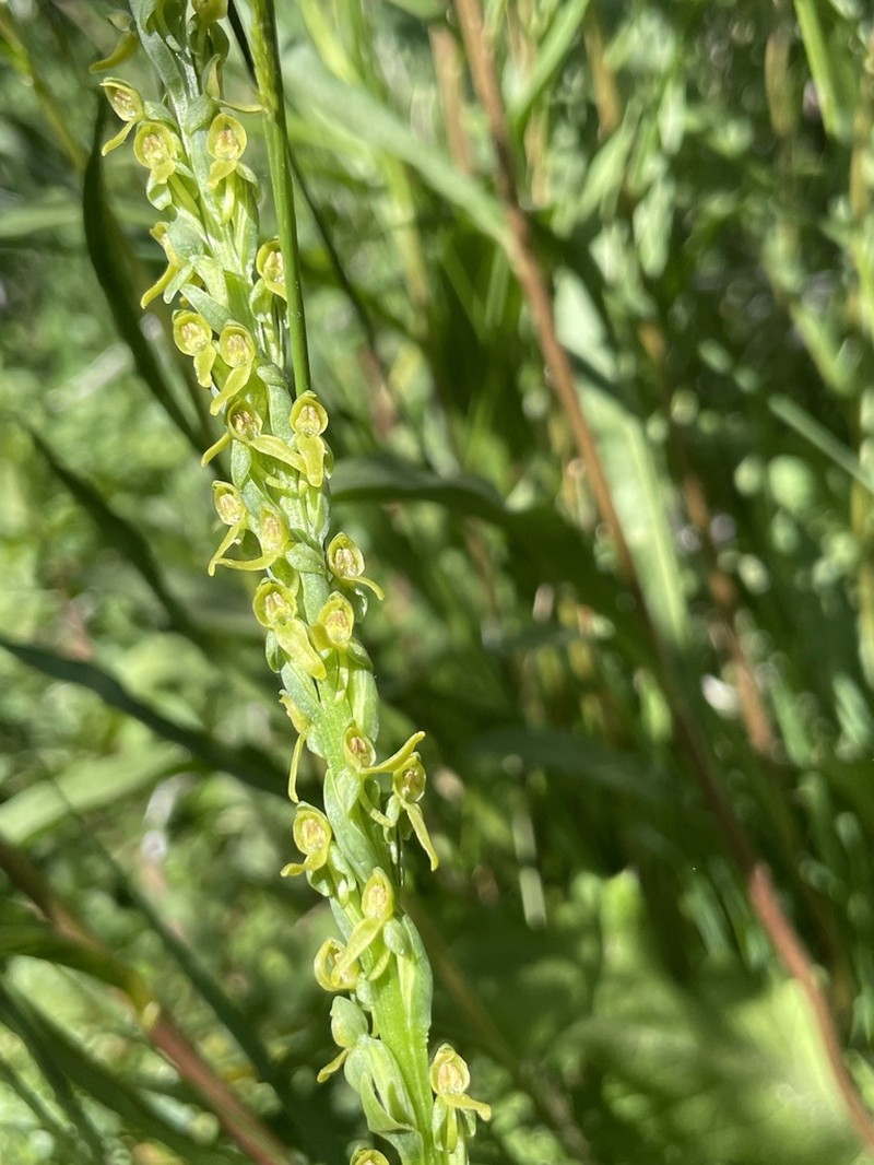Intermountain Bog Orchid photo 5