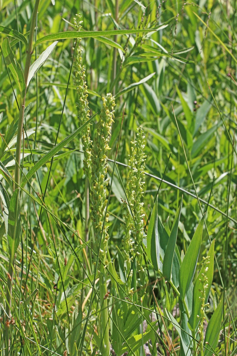 Intermountain Bog Orchid photo 6