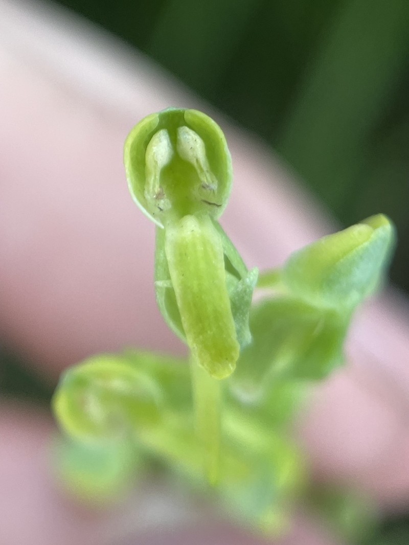 Intermountain Bog Orchid photo 7