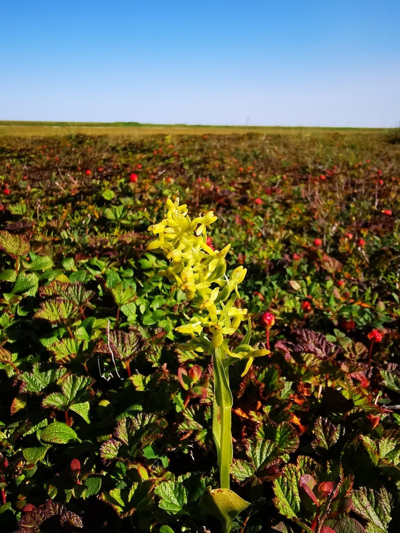 Aleutian Bog Orchid photo 2