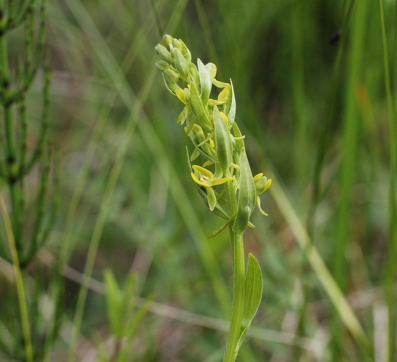 Aleutian Bog Orchid photo 3