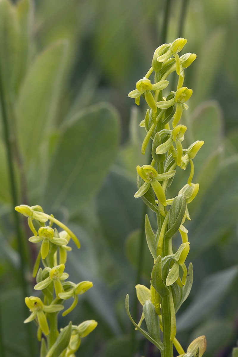 Aleutian Bog Orchid photo 4