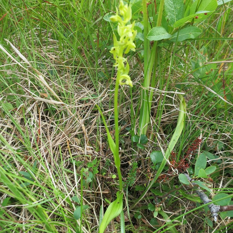 Aleutian Bog Orchid photo 5