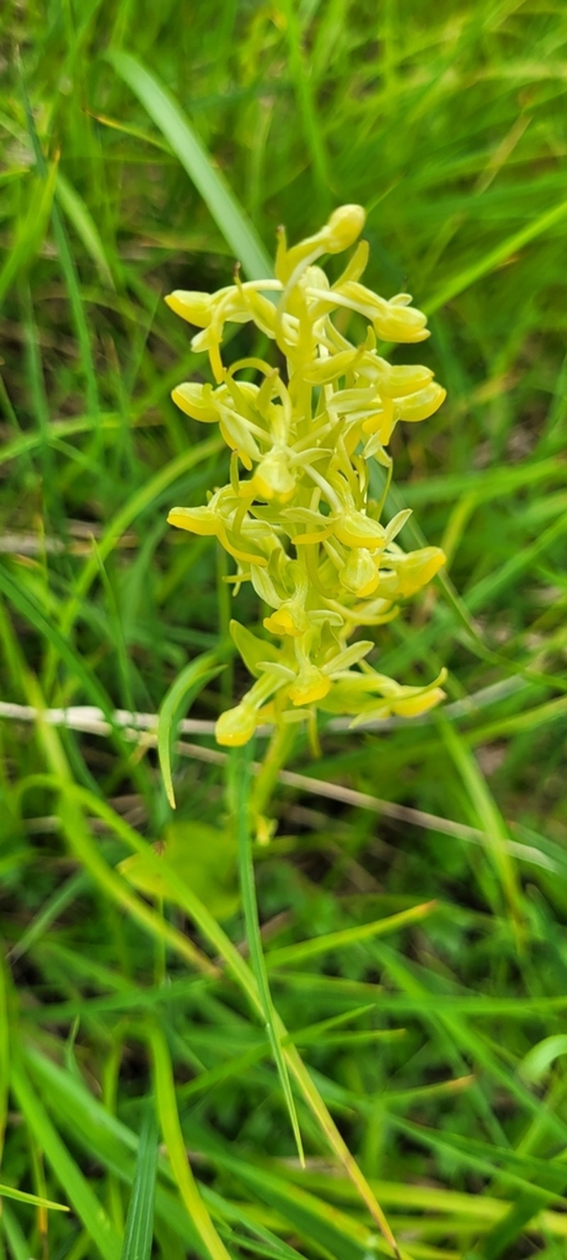 Aleutian Bog Orchid photo 6