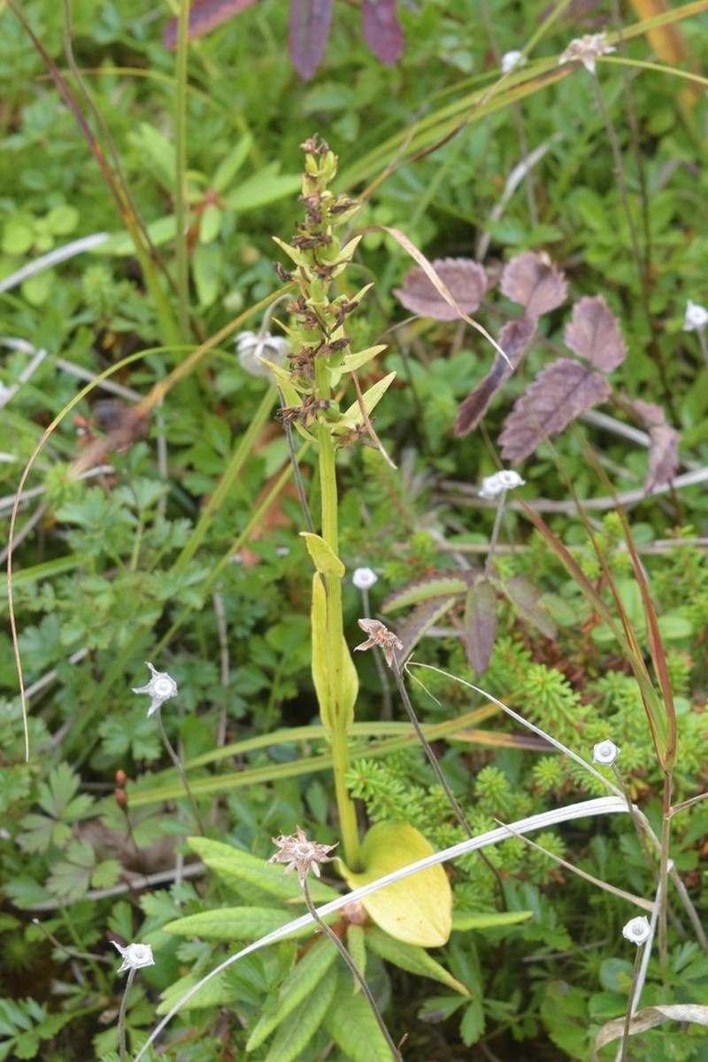 Aleutian Bog Orchid photo 7