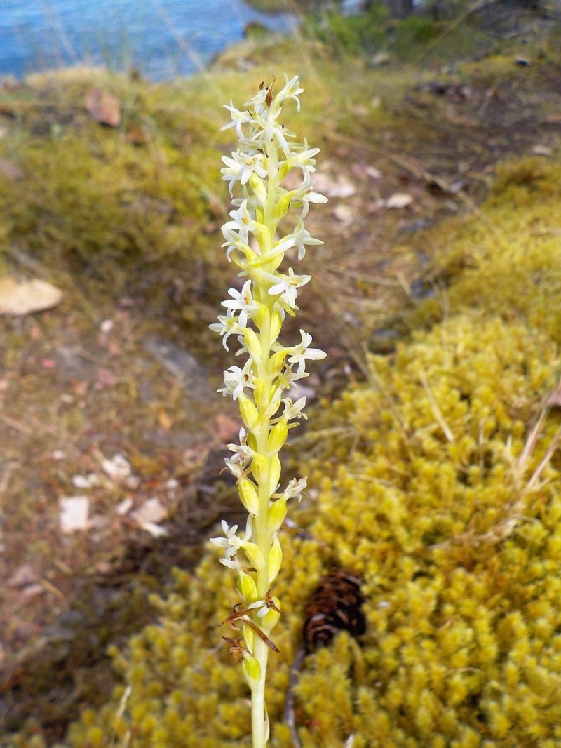 Royal Rein Orchid