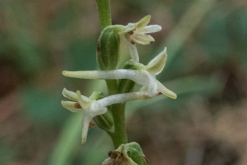 Royal Rein Orchid photo 2