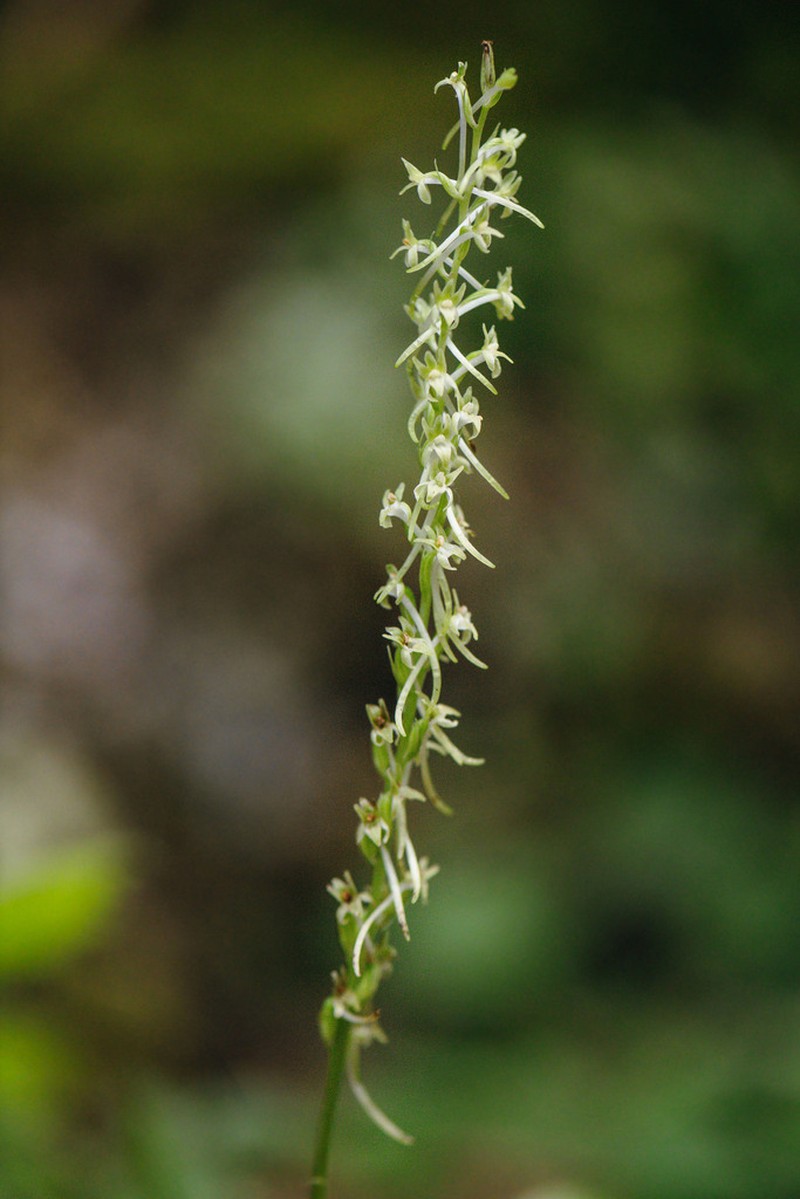 Royal Rein Orchid photo 3