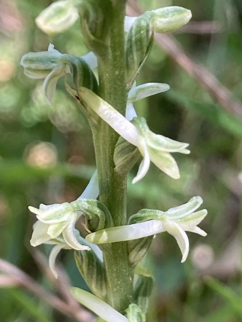 Royal Rein Orchid photo 4