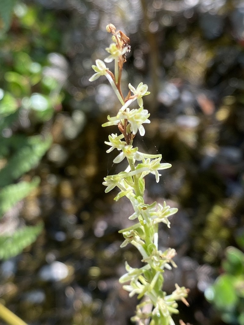 Royal Rein Orchid photo 5