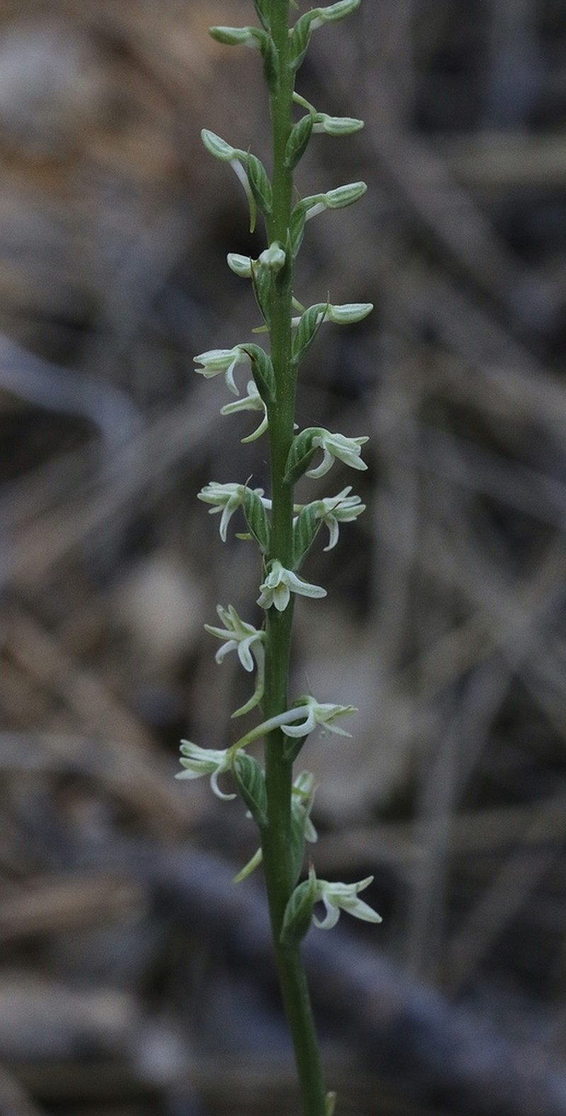 Royal Rein Orchid photo 6