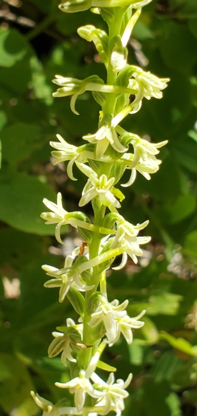 Royal Rein Orchid photo 7