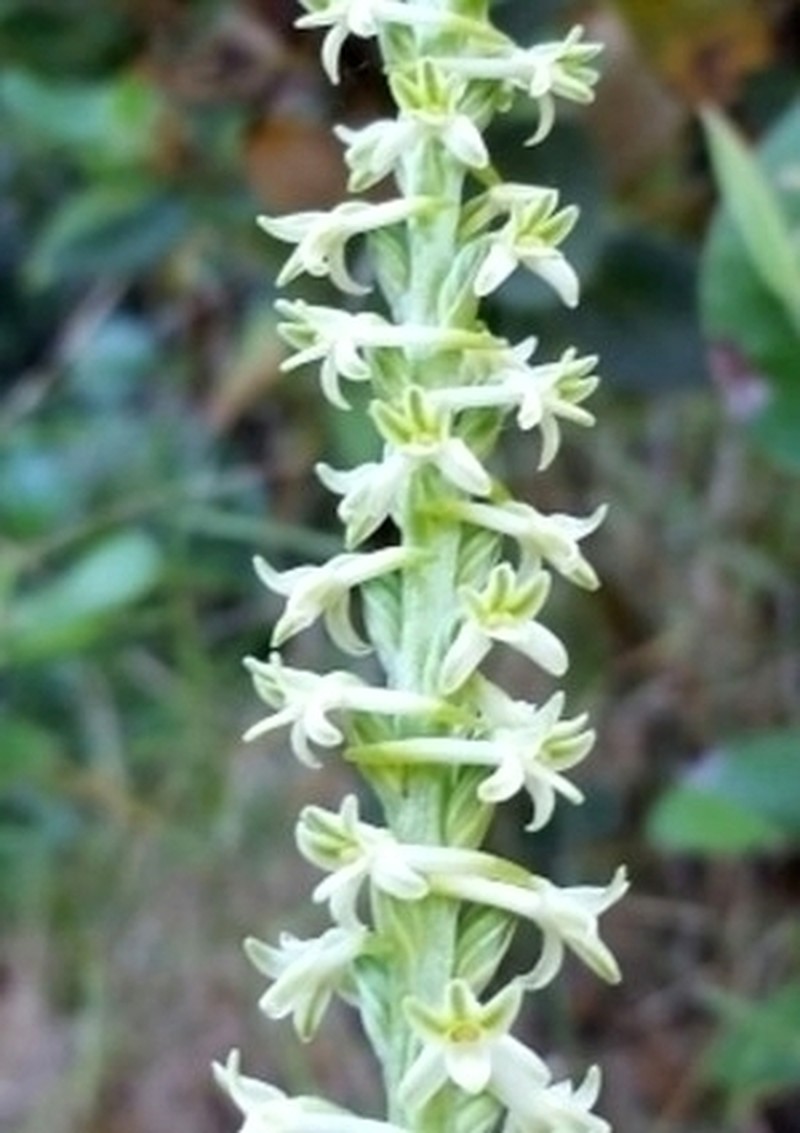 Royal Rein Orchid photo 8