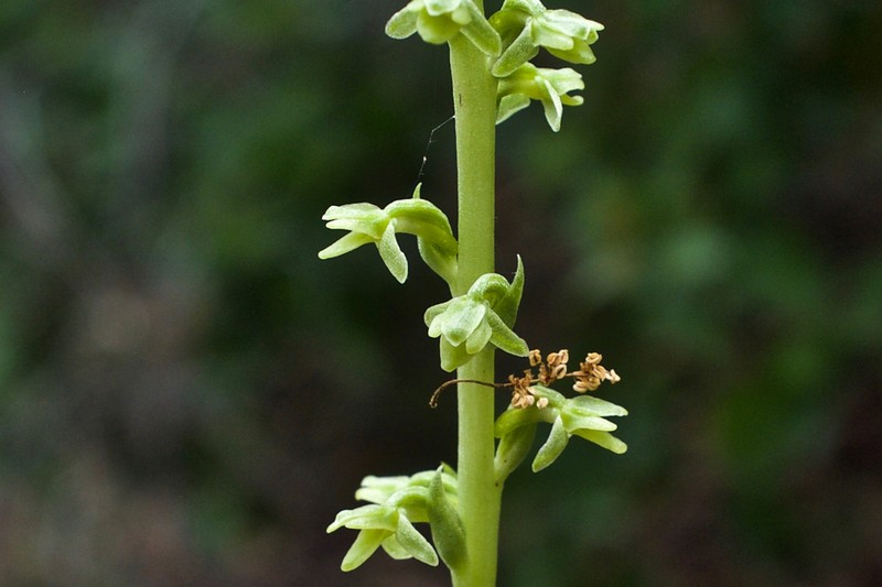 Slender-Spire Orchid