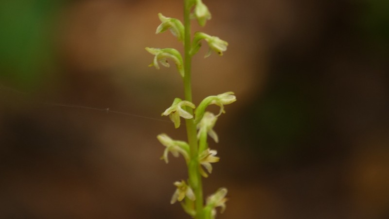 Slender-Spire Orchid photo 2