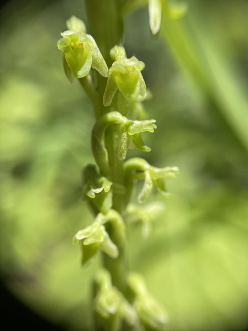 Slender-Spire Orchid photo 3