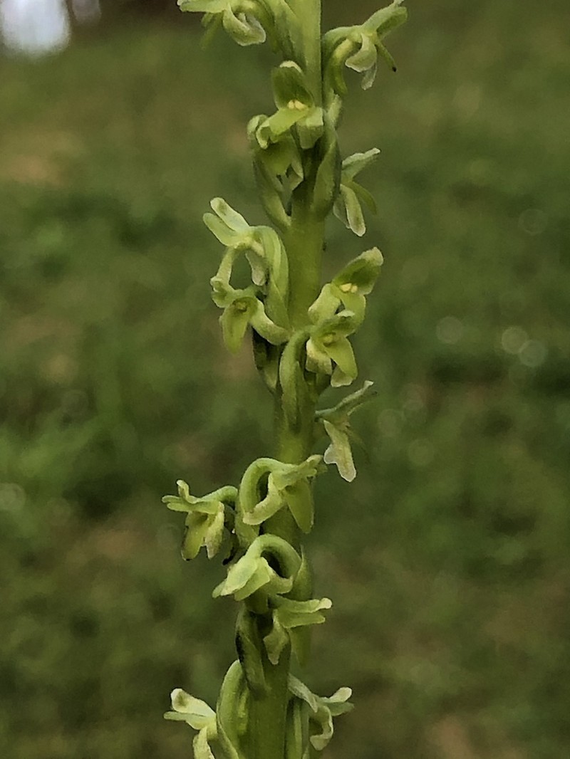 Slender-Spire Orchid photo 4