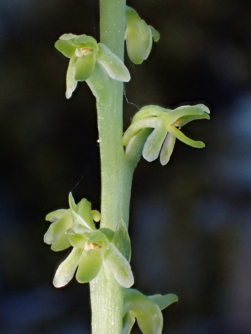 Slender-Spire Orchid photo 5
