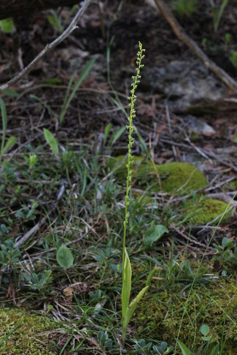 Slender-Spire Orchid photo 6