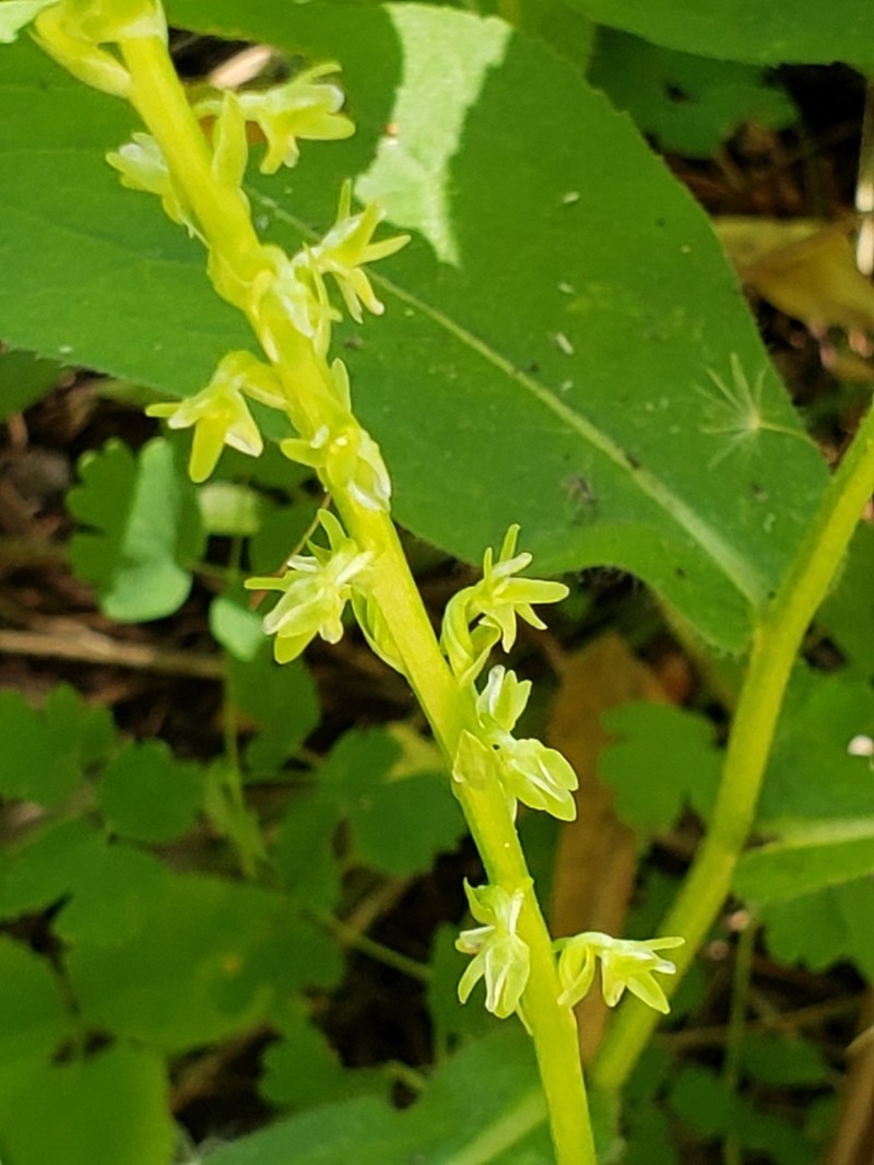 Slender-Spire Orchid photo 7