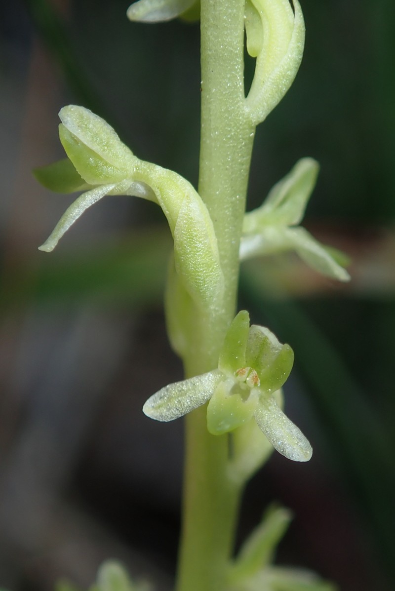 Slender-Spire Orchid photo 8