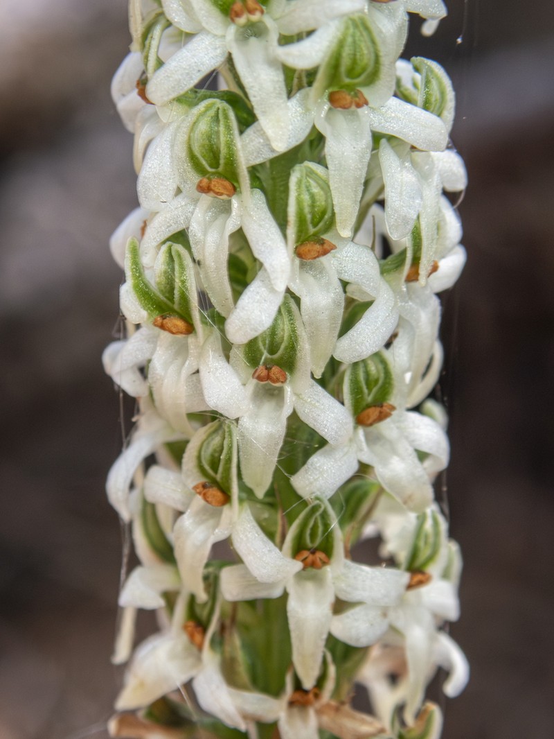 Yadon's Piperia photo 3