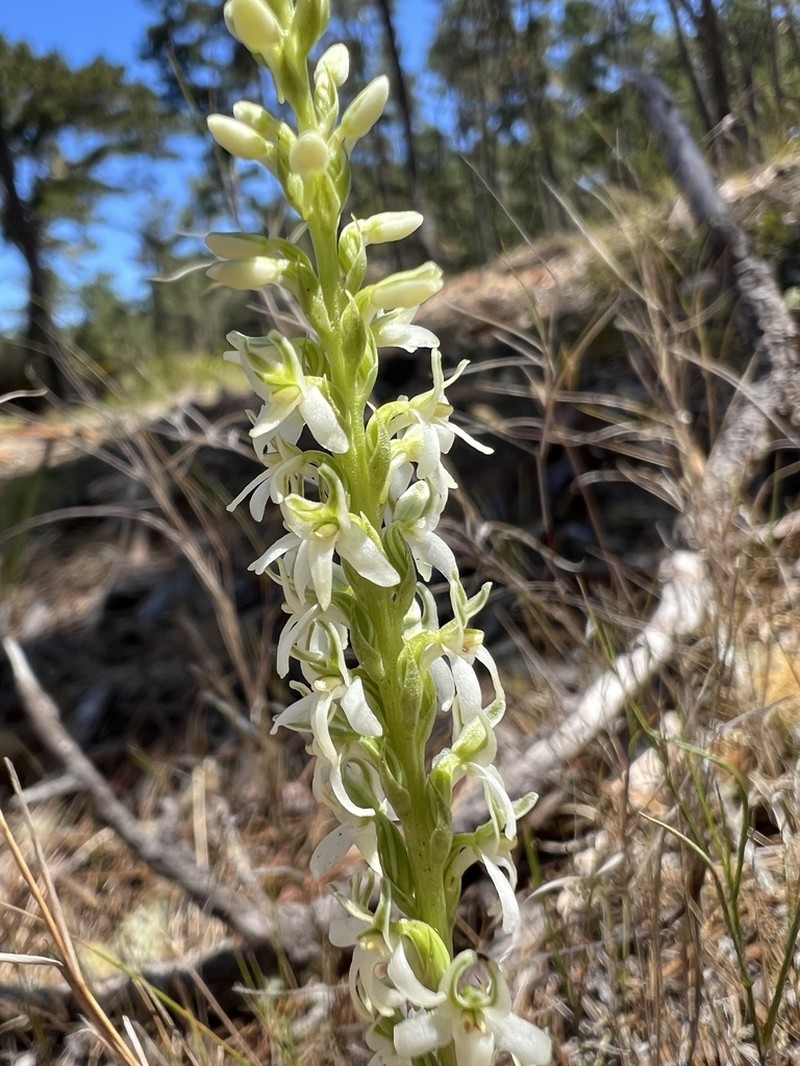Yadon's Piperia photo 4
