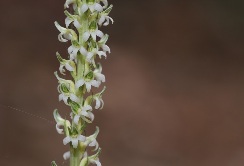 Yadon's Piperia photo 5