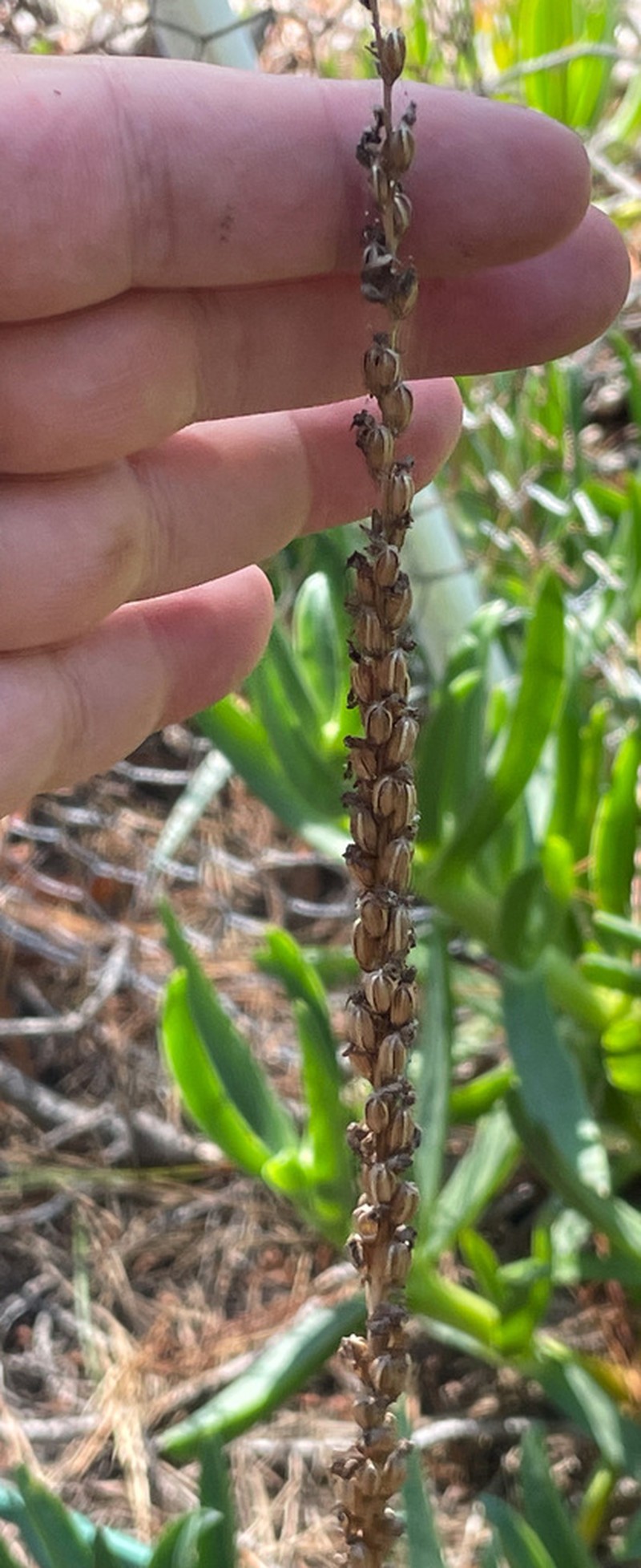 Yadon's Piperia photo 6
