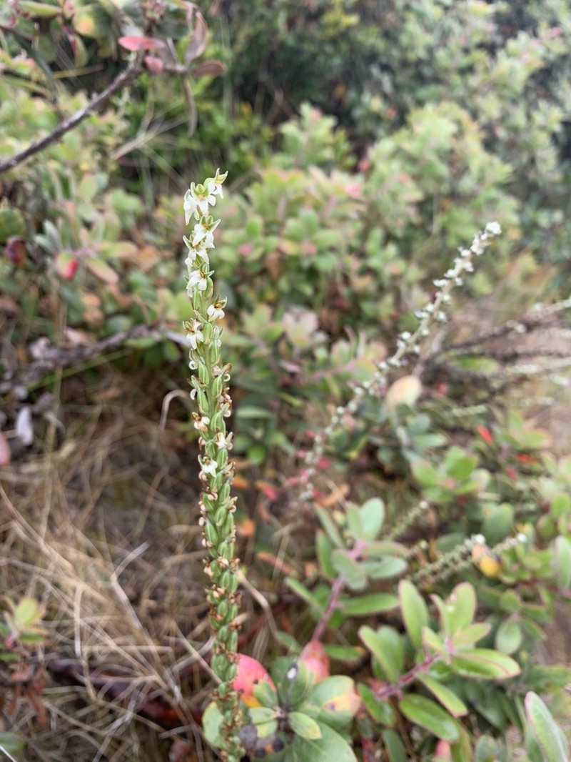 Yadon's Piperia photo 7