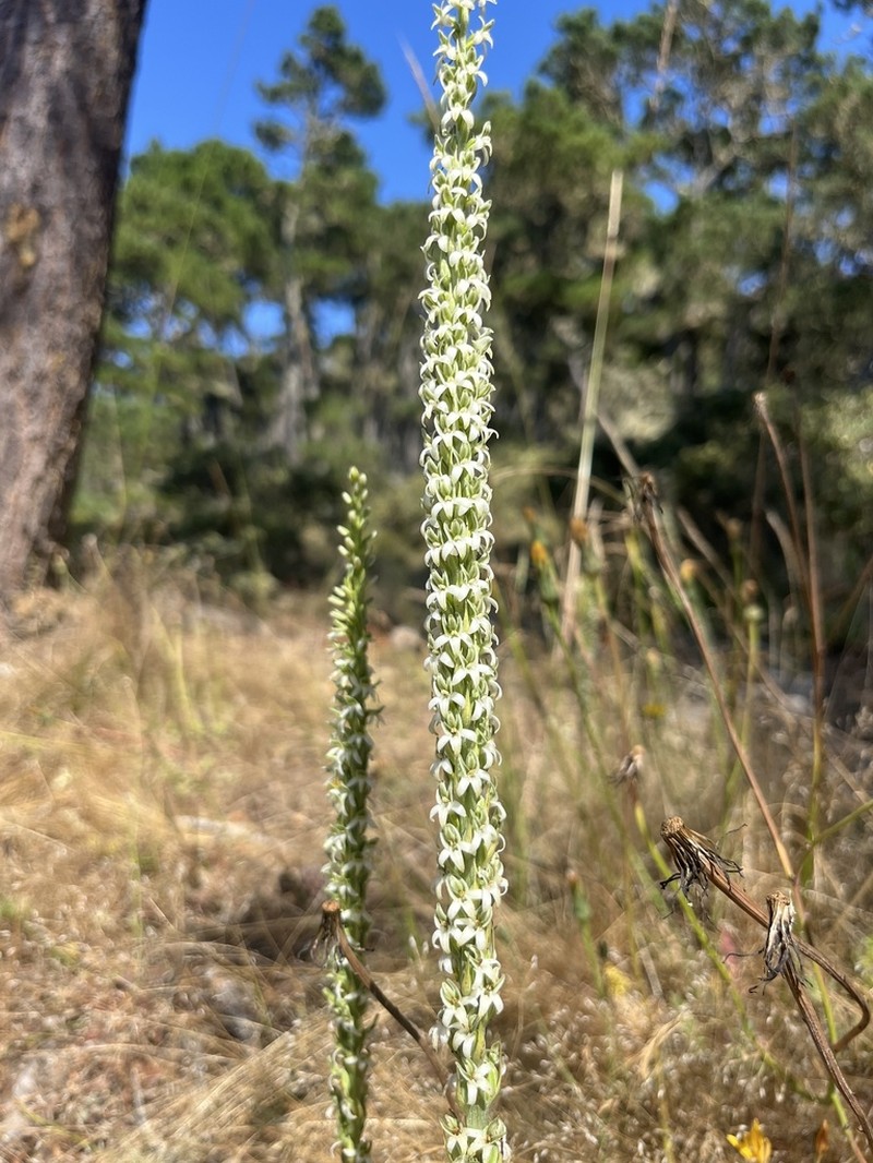 Yadon's Piperia photo 8
