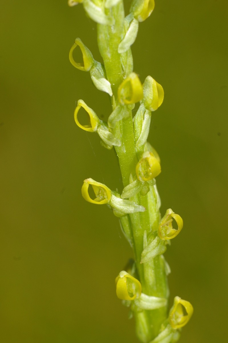 Yosemite Bog Orchid photo 2
