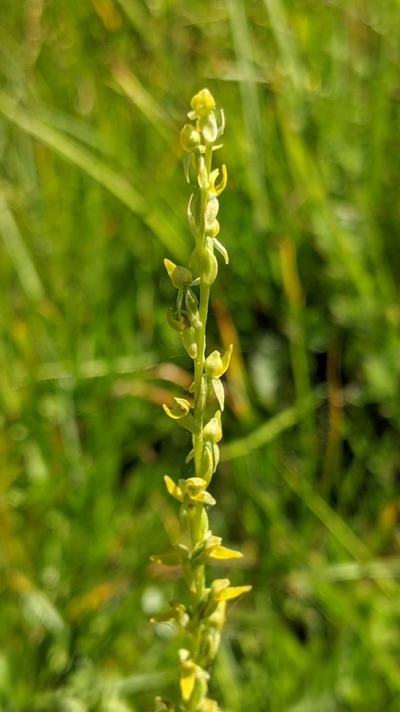 Yosemite Bog Orchid photo 3