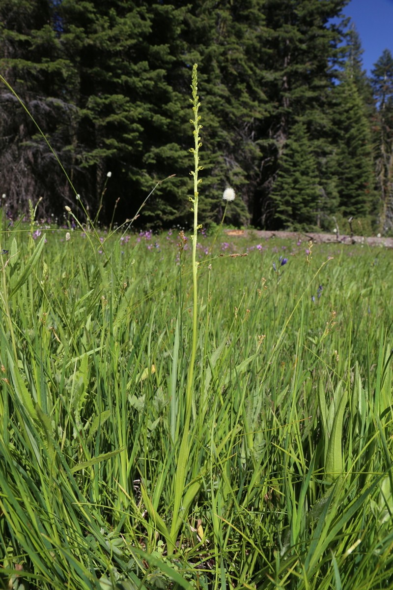 Yosemite Bog Orchid photo 4
