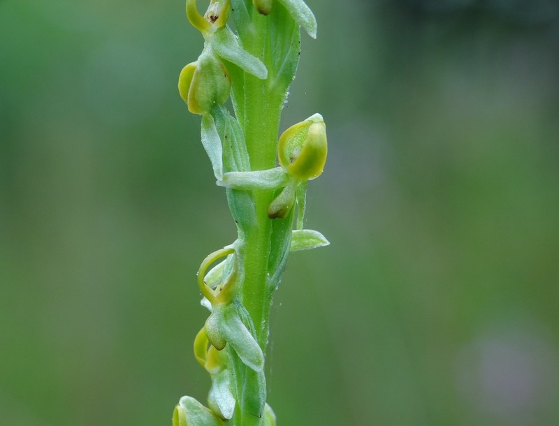 Yosemite Bog Orchid photo 5
