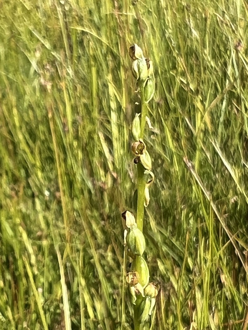 Yosemite Bog Orchid photo 6