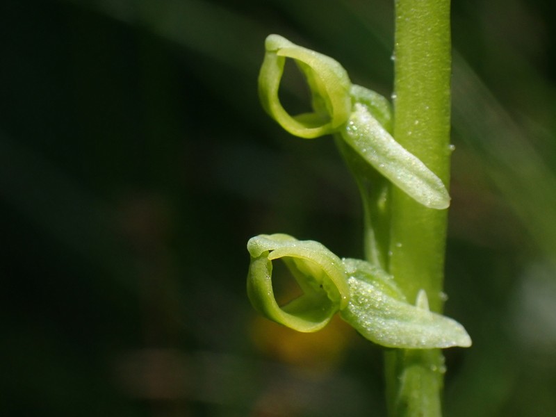 Yosemite Bog Orchid photo 7