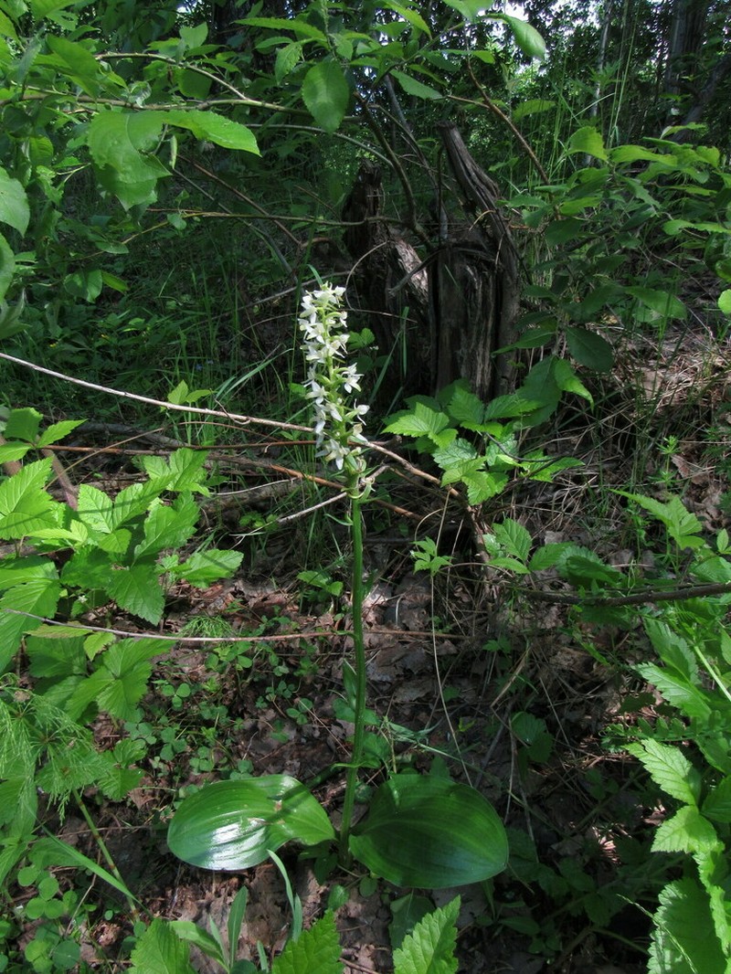 Platanthera zhelesnajae