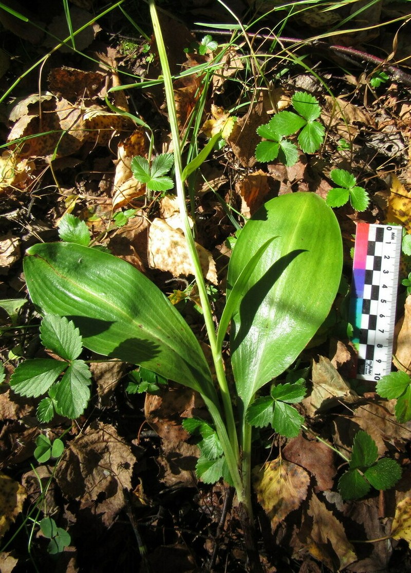 Platanthera zhelesnajae photo 2
