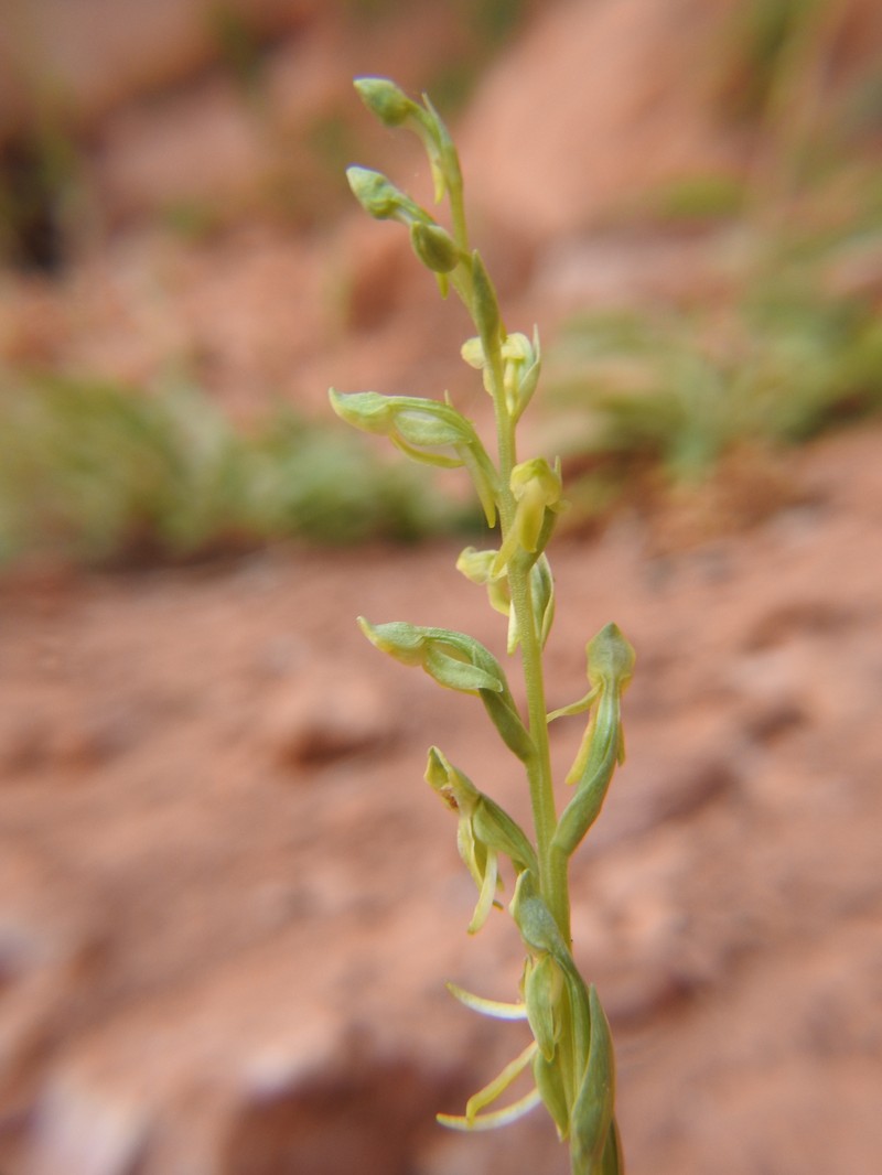 Alcove Bog Orchid